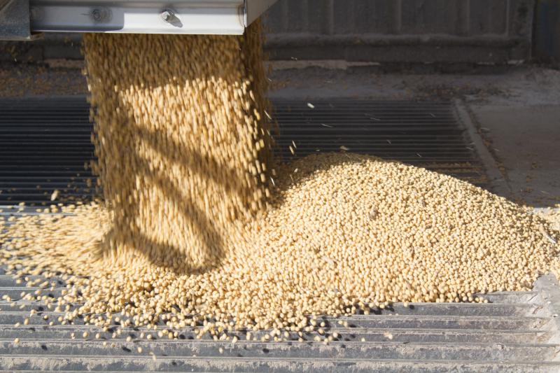 Both soybeans and corn are expected to have strong harvests but lower prices this year, according to USDA's most recent global outlook. 