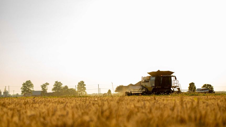 A combine harvester travels across a field, harvesting, as the sun sets.