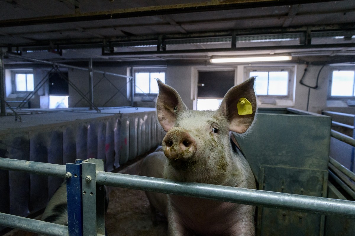 A pig stands in a shed of a pig farm near Berlin. Photo: EPA-EFE