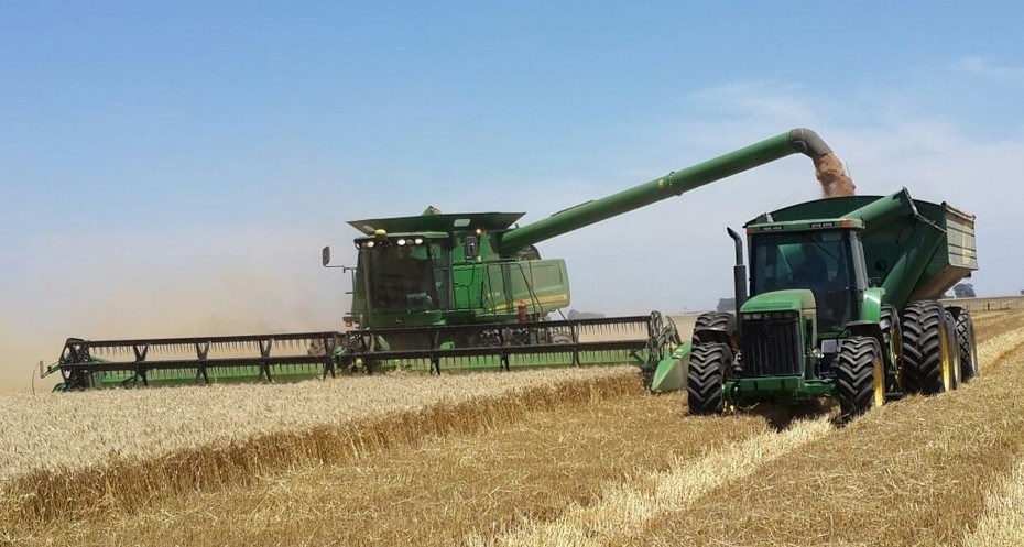Argentina on track for a super wheat harvest | Argentine Farm News